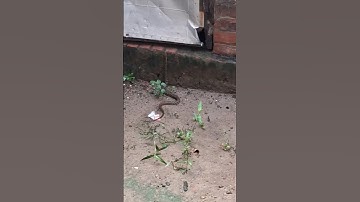 #snake #snakerescue #snakevideo #nagin #cobra #snakebite#snakeattack#ytshorts#trending#viral#explore