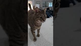 Tabby kitties playing on the counter