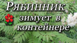 Рябинник рябинолистный - как выращивать, чтобы радоваться.