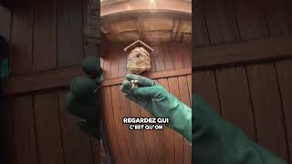 Destruction Nid De Frelons Asiatiques À Arès 33740