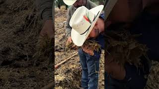 Nopal Forrajero 6ª Parte 🌵🐑 # #elcamponopara #ganaderia