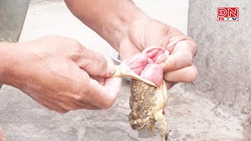 Cảnh báo ngộ độc do ăn thịt cóc tại Đồng Nai