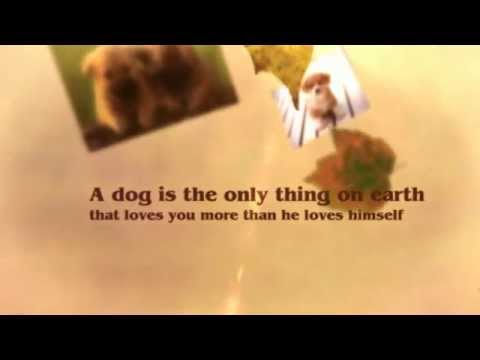 Dog food for sensitive stomachs - DrScooby - YouTube