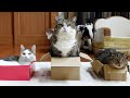 アートな箱とねこ。-Artistic box and Cats.-