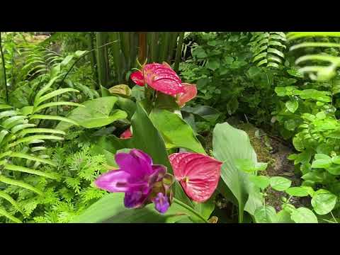 รีวิว Bangkok Oasis Hotel สวนป่าฝนแบบทรอปิคอล(Tropical rainforest )
