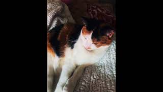 Cat edit #cat #edit #catedit #bynx
