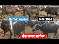 म्हैस बाजार सांगोला / Buffalo market Sangola / चालू बाजारभाव 2024