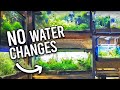 Natural ﻿Tropical Fish Store Reveals Secrets to NO Water Changes