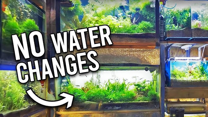 Make Water Changes EASY with THIS. 