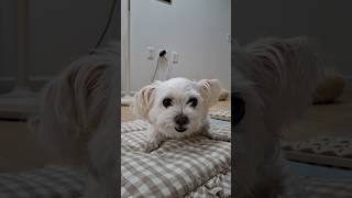 칠면조힘줄은 질겨 #puppy #귀여운강아지