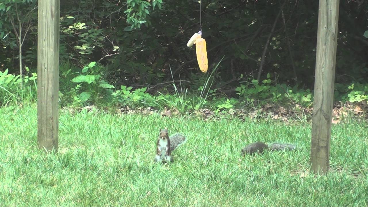 Bungee Squirrels!! YouTube