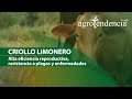 GANADO CRIOLLO LIMONERO | Alta eficiencia reproductiva, rusticidad y resistencia