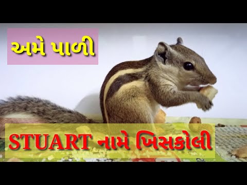 ડાંગ દર્શન મેં પડી સ્ટુઅર્ટ નામ ખીસ્કોલી