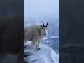 Frozen Survival – Goat vs Snowstorm ❄️🐐