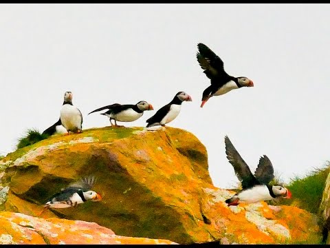 Vidéo: Sauver Des Bébés Macarons à Witless Bay, Terre-Neuve - Réseau Matador