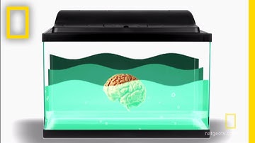 The Biggest Brain | Brain Games