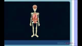 Cool Human Body Facts * Science for Kids*