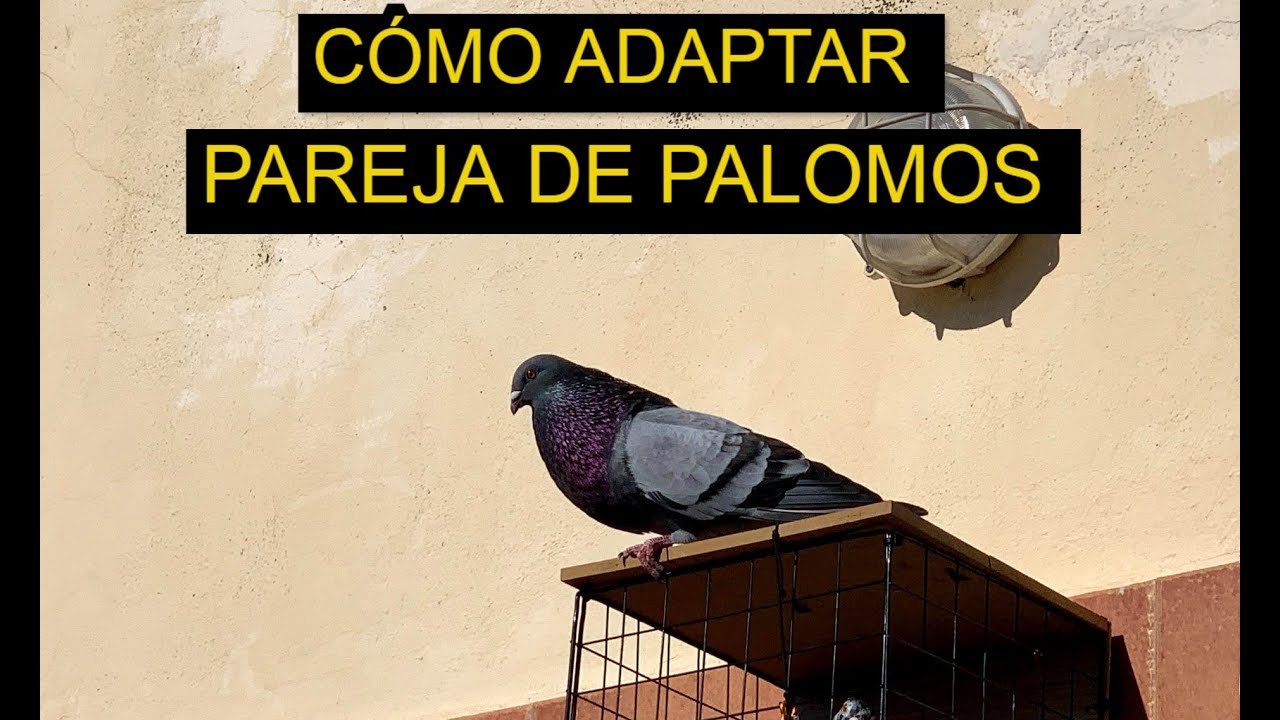 Volando pareja de palomos buchones