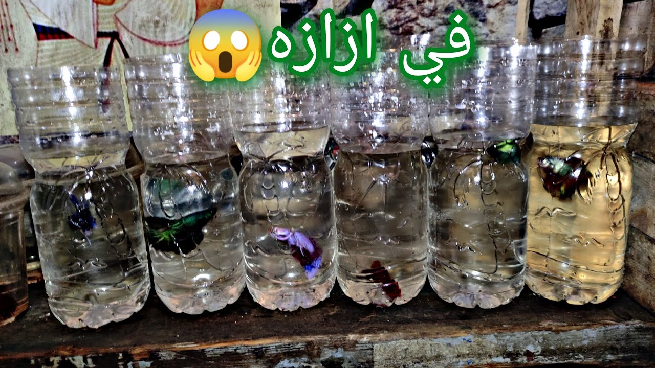 عل الفيتر لازم احواض عمل نظام تسمين سمكة  الفيتر اخر تطورات المزرعه