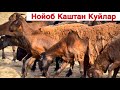 Сотилди.🤝🤝🤝🤝🤝🤝ХАММАГА РАХМАТ 