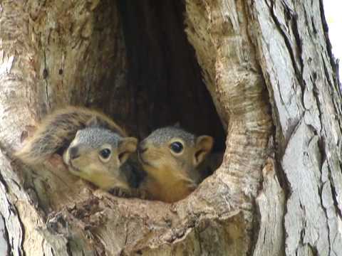 Baby squirrels in nest  YouTube