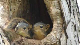 Baby squirrels in nest