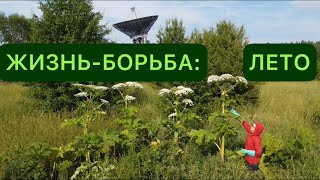 Жизнь-борьба: лето 2022. Борщевик Сосновского вокруг Калязина и борьба с ним.