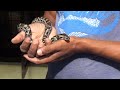 Catching python cubs in the garden snake catchers sl wild tv