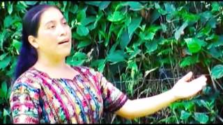 Florinda Cuy - Hay Luchas Y Pruebas chords