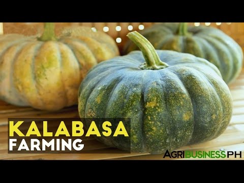 Video: Cushaw Squash Varieties: Mga Tip Sa Paano Magtanim ng Cushaw Squash