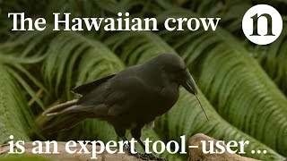 Endangered Crow Is Expert Tool-User