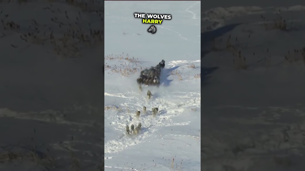 Wolf Pack vs. Bison: A Battle for Survival 