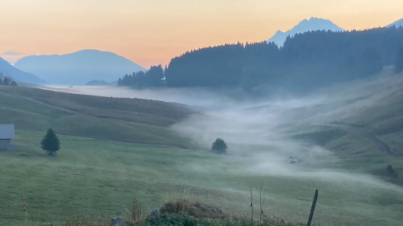 Champignons / amitiés et partage en haute Savoie ❤️