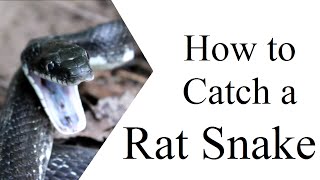 How to Catch a Rat Snake