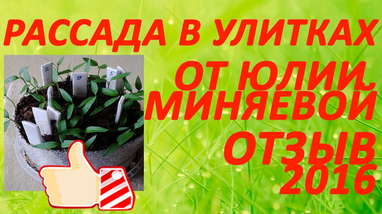 Рассада в улитках от юлии 314