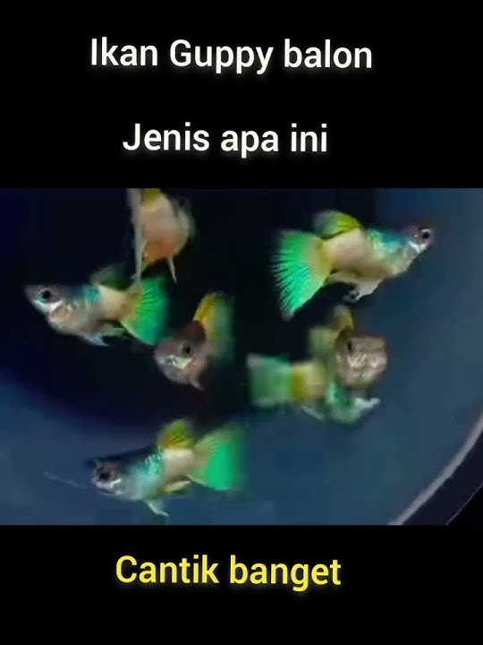 ikan Guppy apa ini ❓