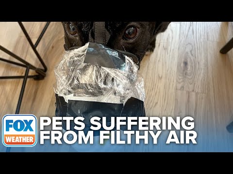 Video: Utječe li kvaliteta zraka na pse?