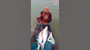 Thăm lưới dính 3 con cá bông lau bự chà bá quá ngon  #batca #fish #fishing