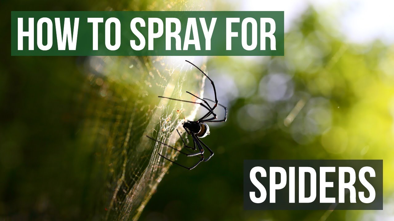 How To Spray To Get Rid Of Spiders Youtube