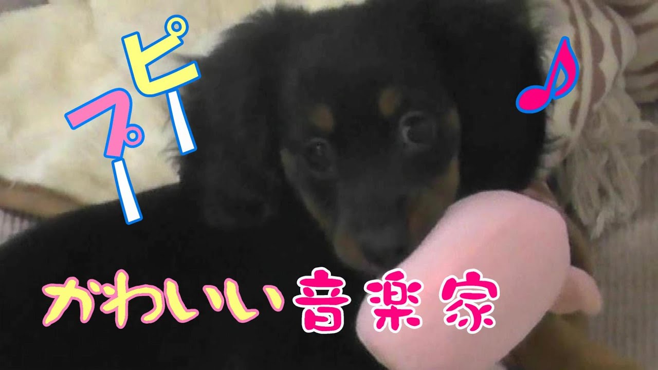 かわいい音楽家 犬用おもちゃが初めて鳴った日 カニンヘンダックスのプルート 動物がかわいいyoutube動画はここだ