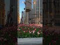 Chicago’s Beautiful Architecture and Blooming Flowers 🌸🏙️