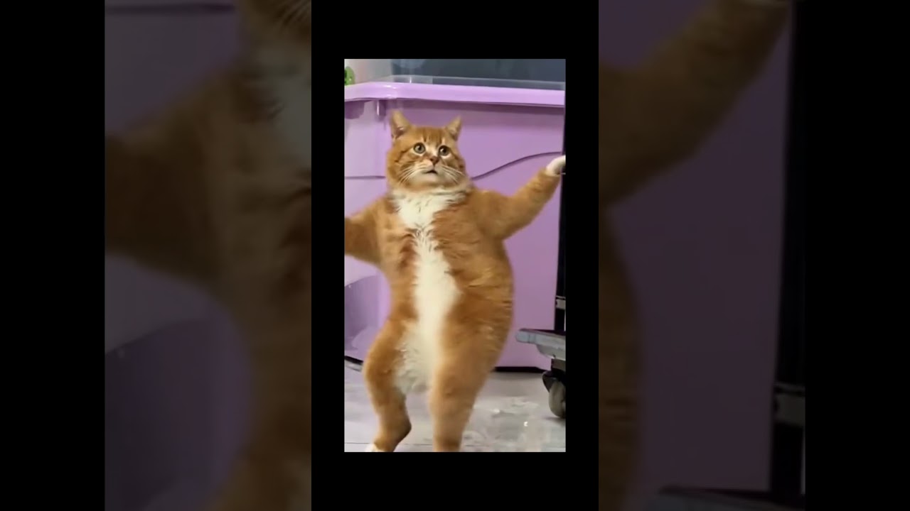 #cat #memeclip #funnymemes #funny #memehub #funnypictures #pets #dankememes #funnyimages #cute