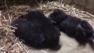 Trio of Wriggly Maned Wolf Pups Join Zoo Family