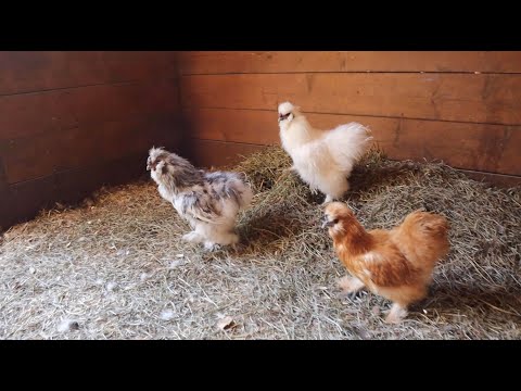Video: Roosters fertilize qe li cas?