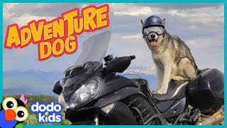 Motorcycle Dog Goes On Wild Road Trip | Dodo Kids