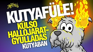 Kutyafüle!: Külső hallójárat-gyulladás kutyában