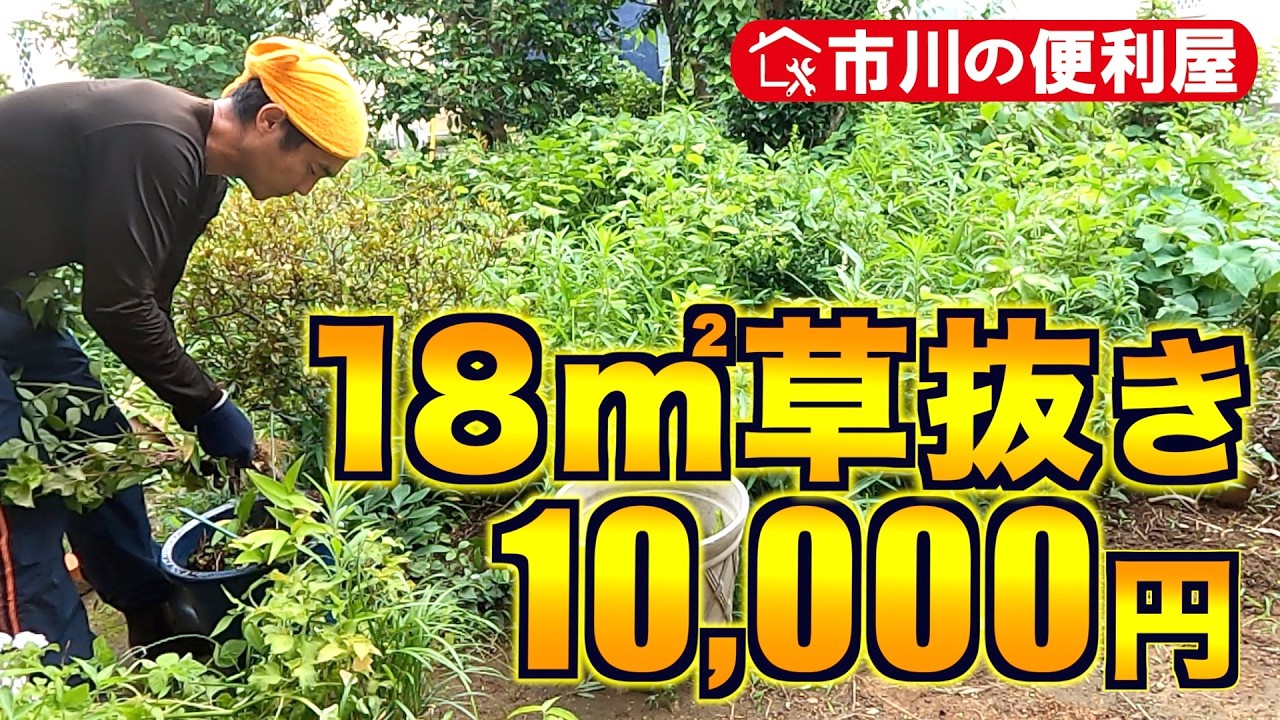 18㎡ Weeding] How much can you do in 2 hours? I received a shiso