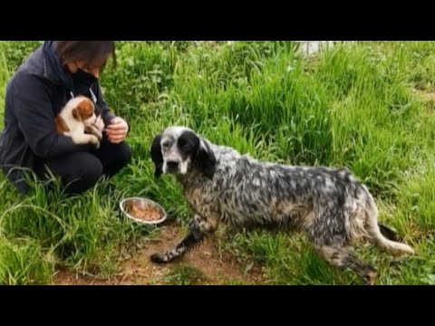 Abandoned mother dog struggling to feed her puppies and keep them safe.