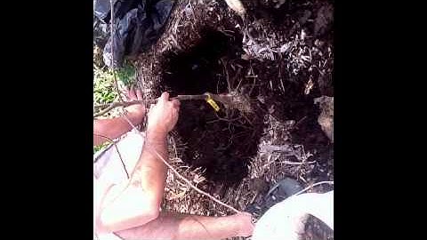 Mycorrhizal Fungi Inoculation