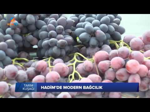 TARIM KUŞAĞI - HADİM&rsquo;DE MODERN BAĞCILIK - 19 EKİM 2016